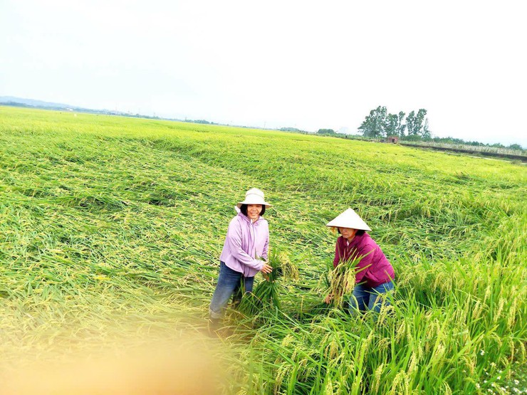 Bất Bạt tập trung khắc phục hậu quả mưa giông, quyết tâm bảo vệ thành quả sản xuất vụ xuân 2026- Ảnh 2.