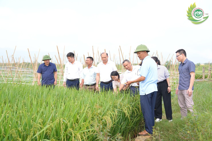 Phú Cát: Năng suất lúa vụ Xuân 2026 ước đạt 64 tạ/ha- Ảnh 2.