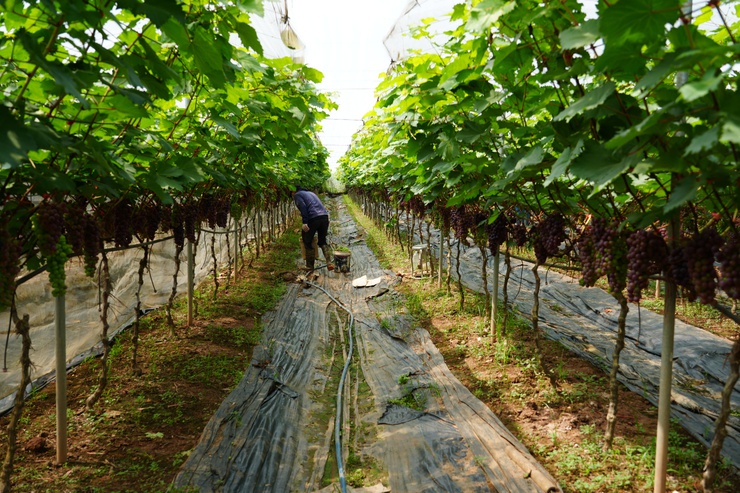 Vị ngọt trên đất bãi Liên Minh – Hành trình chinh phục cây Nho hạ đen- Ảnh 2.