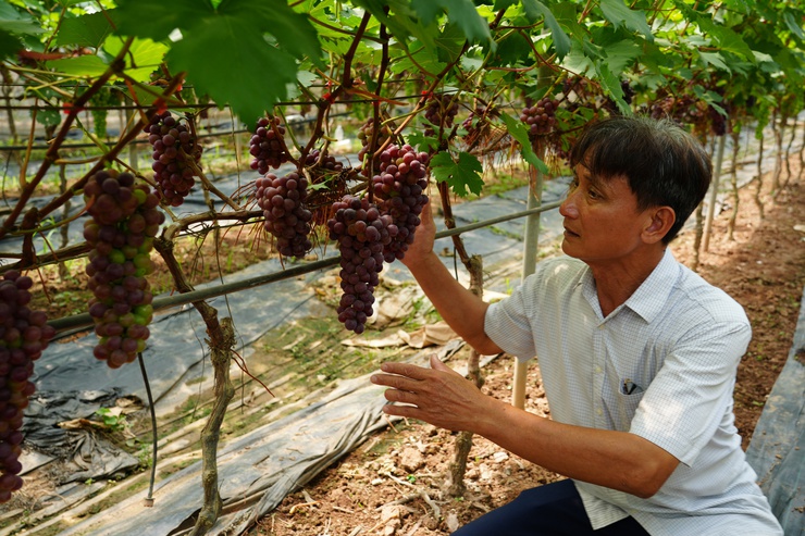 Vị ngọt trên đất bãi Liên Minh – Hành trình chinh phục cây Nho hạ đen- Ảnh 3.