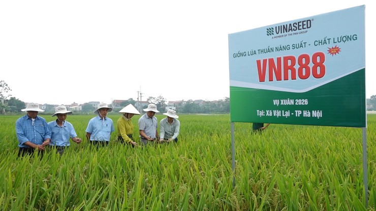 Hội nghị đầu bờ đánh giá giống lúa thuần chất lượng cao Dự Hương 8, VNR86 và VNR88- Ảnh 4.