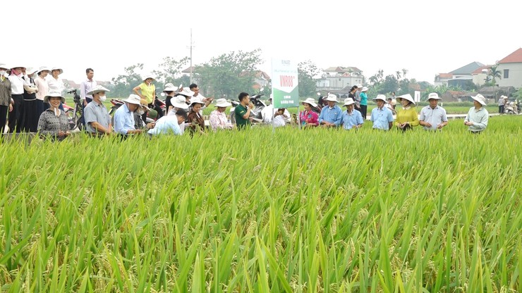 Hội nghị đầu bờ đánh giá giống lúa thuần chất lượng cao Dự Hương 8, VNR86 và VNR88- Ảnh 5.