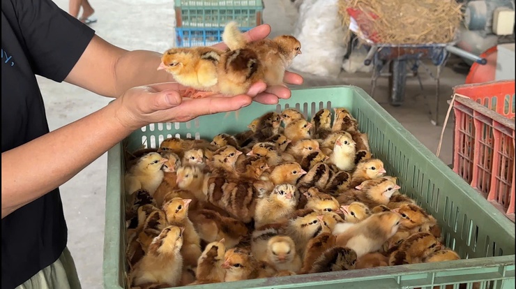 TRANG TRẠI THÀNH ĐÔ – MÔ HÌNH CHĂN NUÔI GÀ HIỆU QUẢ TỪ TINH THẦN DÁM NGHĨ, DÁM LÀM- Ảnh 6.