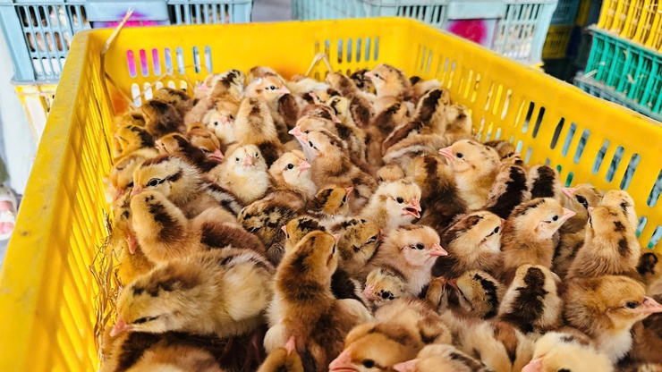 TRANG TRẠI THÀNH ĐÔ – MÔ HÌNH CHĂN NUÔI GÀ HIỆU QUẢ TỪ TINH THẦN DÁM NGHĨ, DÁM LÀM- Ảnh 7.
