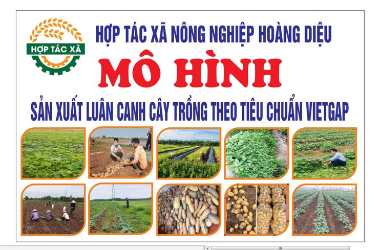 Hợp tác xã Nông nghiệp Hoàng Diệu: Nỗ lực đổi mới, nâng cao hiệu quả sản xuất nông nghiệp- Ảnh 4.