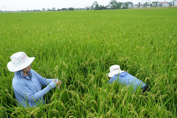 TRUNG TÂM DỊCH VỤ TỔNG HỢP XÃ THANH OAI PHỐI HỢP CHI CỤC TRỒNG TRỌT VÀ BẢO VỆ THỰC VẬT HÀ NỘI, HTX ĐỖ ĐỘNG KIỂM TRA, THĂM ĐỒNG VỤ XUÂN 2026- Ảnh 4.
