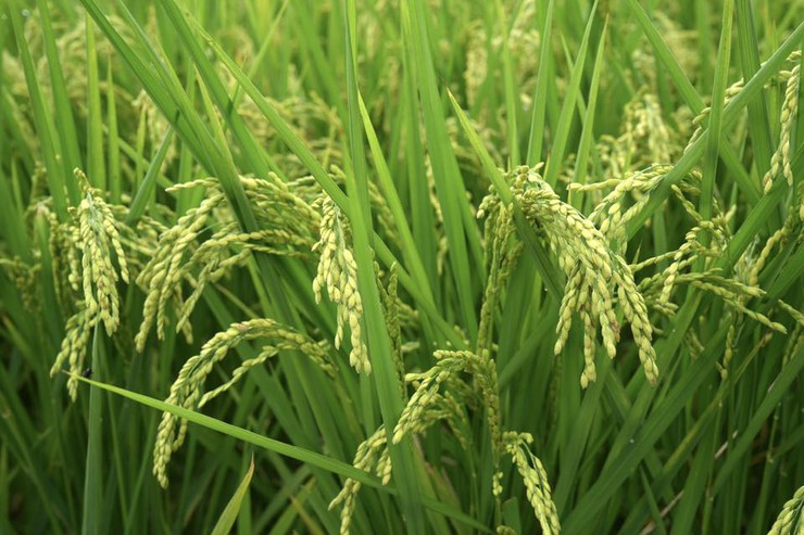 TRUNG TÂM DỊCH VỤ TỔNG HỢP XÃ THANH OAI PHỐI HỢP CHI CỤC TRỒNG TRỌT VÀ BẢO VỆ THỰC VẬT HÀ NỘI, HTX ĐỖ ĐỘNG KIỂM TRA, THĂM ĐỒNG VỤ XUÂN 2026- Ảnh 3.