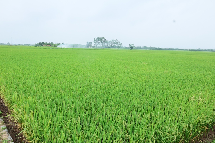 Hợp tác xã Nông nghiệp Hoàng Diệu: Nỗ lực đổi mới, nâng cao hiệu quả sản xuất nông nghiệp- Ảnh 2.