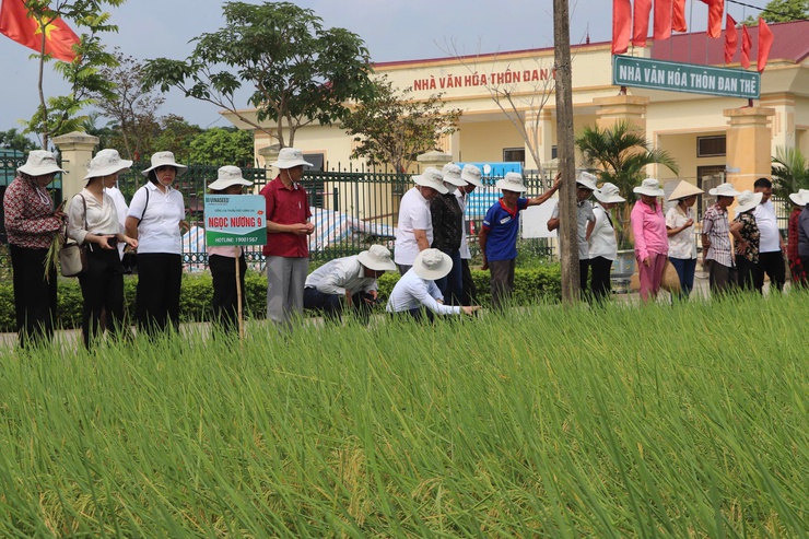 Hội thảo đầu bờ đánh giá các giống lúa thuần chất lượng cao và ngô nếp vụ Xuân 2026- Ảnh 1.