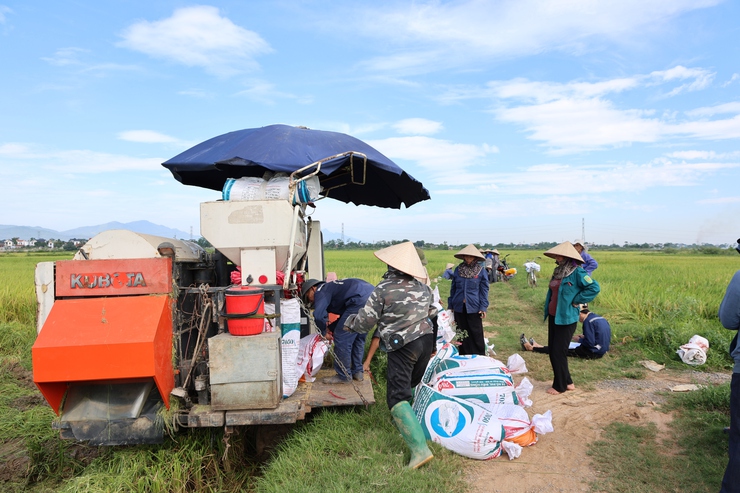 Nông dân xã Phú Nghĩa bắt đầu thu hoạch trà lúa Xuân sớm- Ảnh 4.