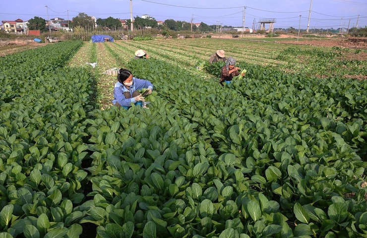 Quốc Oai tăng cường tuyên truyền an toàn thực phẩm trong sản xuất nông nghiệp- Ảnh 1.