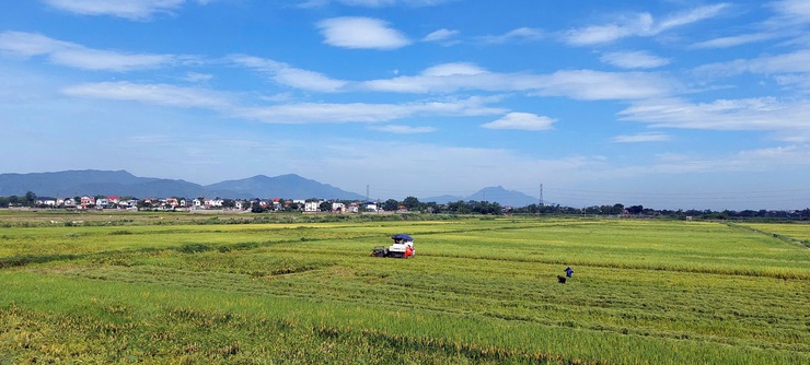 Nông dân xã Phú Nghĩa bắt đầu thu hoạch trà lúa Xuân sớm- Ảnh 2.
