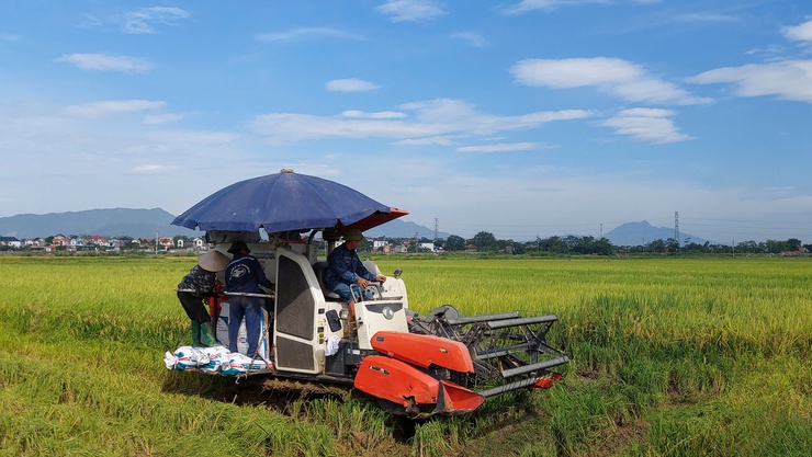 Nông dân xã Phú Nghĩa bắt đầu thu hoạch trà lúa Xuân sớm- Ảnh 3.