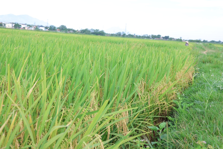 Hợp tác xã nông nghiệp Đông Sơn (xã Phú Nghĩa) tổ chức thăm đồng đánh giá năng suất lúa vụ Xuân 2026- Ảnh 3.