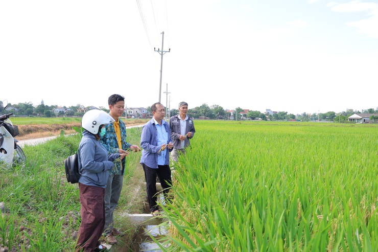 Hợp tác xã nông nghiệp Đông Sơn (xã Phú Nghĩa) tổ chức thăm đồng đánh giá năng suất lúa vụ Xuân 2026- Ảnh 1.