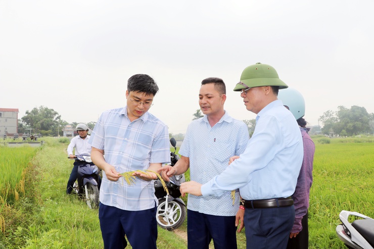Trần Phú: tổ chức thăm đồng, đánh giá năng suất lúa xuân- Ảnh 4.