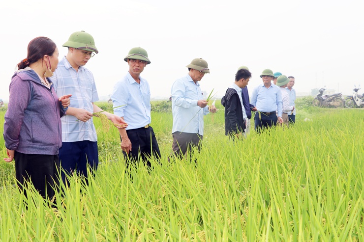 Trần Phú: tổ chức thăm đồng, đánh giá năng suất lúa xuân- Ảnh 1.