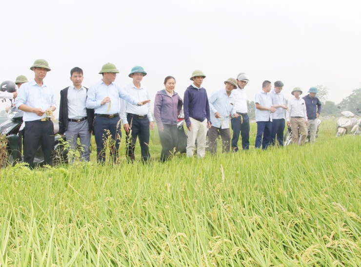 Trần Phú: tổ chức thăm đồng, đánh giá năng suất lúa xuân- Ảnh 2.