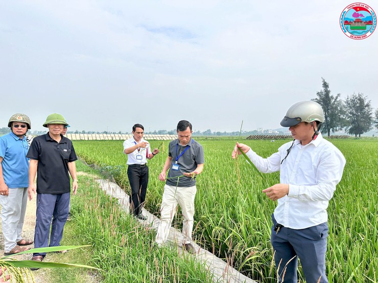 HƯNG ĐẠO ĐÁNH GIÁ KẾT QUẢ SẢN XUẤT VỤ XUÂN 2026 VÀ TRIỂN KHAI KẾ HOẠCH SẢN XUẤT VỤ MÙA, ĐỊNH HƯỚNG SẢN XUẤT VỤ ĐÔNG NĂM 2026- Ảnh 3.