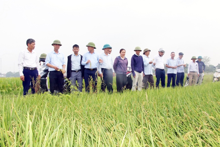 Trần Phú: tổ chức thăm đồng, đánh giá năng suất lúa xuân- Ảnh 3.