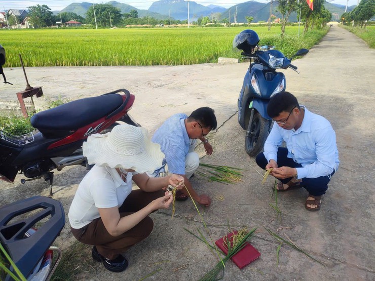 GẶT ĐIỂM ĐÁNH GIÁ NĂNG SUẤT LÚA VỤ XUÂN 2026- Ảnh 3.