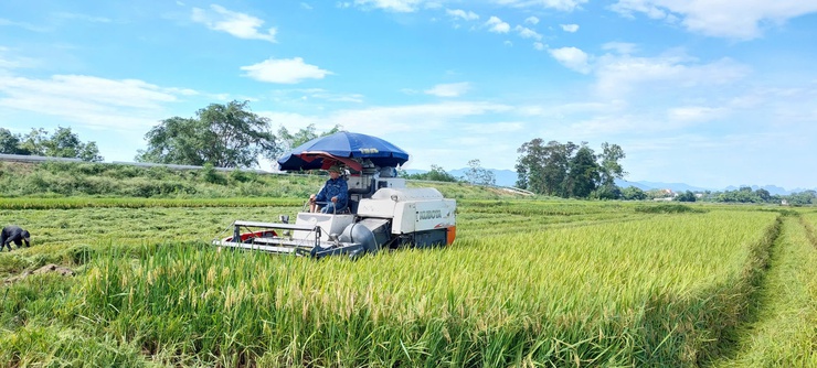 Hợp tác xã nông nghiệp Đông Sơn (xã Phú Nghĩa) tổ chức thăm đồng đánh giá năng suất lúa vụ Xuân 2026- Ảnh 4.