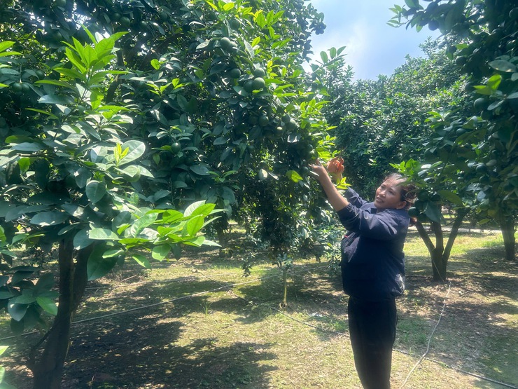 Đồng chí Chủ tịch UBND xã Lê Văn Thu thăm, rà soát các mô hình sản xuất nông nghiệp tiêu biểu trên địa bàn- Ảnh 4.