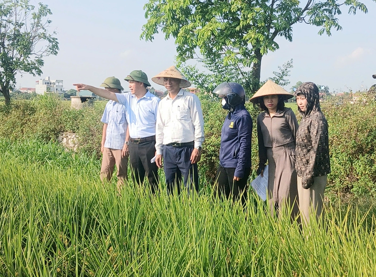 Ứng Hòa nghiệm thu diện tích cấy lúa bằng máy vụ Xuân năm 2026.- Ảnh 1.