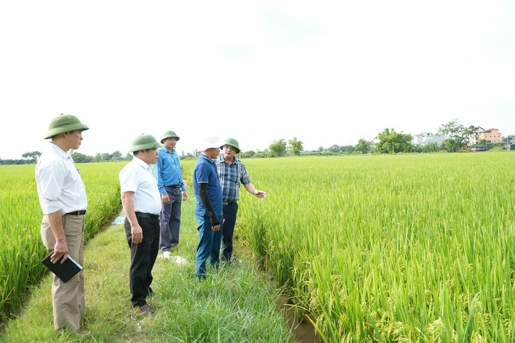 Lãnh đạo xã Chuyên Mỹ kiểm tra thực tế sản xuất lúa vụ xuân năm 2026 - Ảnh 1.