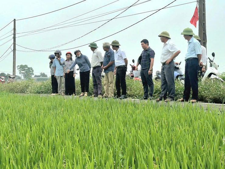 Hội Nông dân xã Phú Nghĩa phối hợp HTX Nông nghiệp Thanh Bình thăm đồng, đánh giá năng suất lúa vụ Xuân năm 2026- Ảnh 1.
