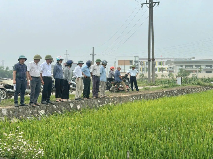 Hội Nông dân xã Phú Nghĩa phối hợp HTX Nông nghiệp Thanh Bình thăm đồng, đánh giá năng suất lúa vụ Xuân năm 2026- Ảnh 2.