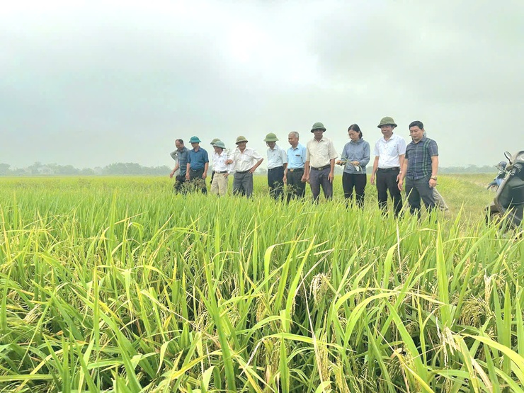 Hội Nông dân xã Phú Nghĩa phối hợp HTX Nông nghiệp Thanh Bình thăm đồng, đánh giá năng suất lúa vụ Xuân năm 2026- Ảnh 3.