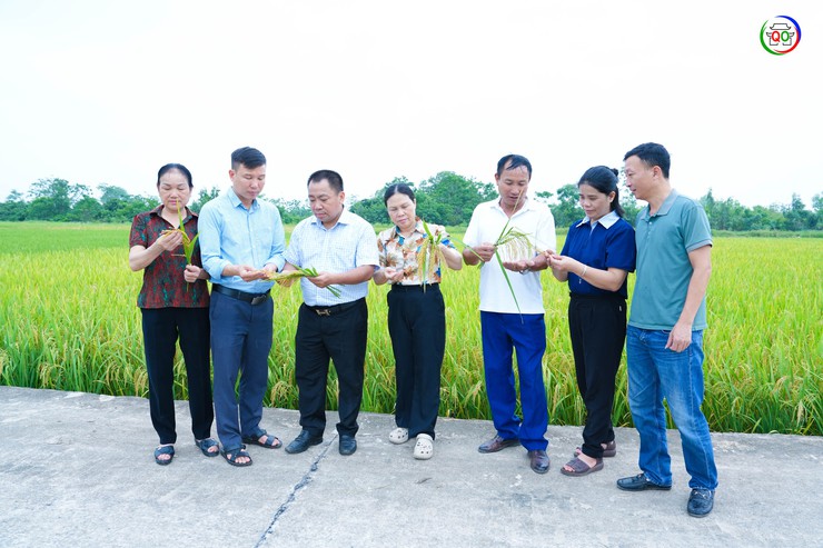 QUỐC OAI ĐÁNH GIÁ NĂNG SUẤT, SẢN LƯỢNG CÂY TRỒNG VỤ XUÂN 2026; TRIỂN KHAI NHIỆM VỤ SẢN XUẤT VỤ MÙA, VỤ ĐÔNG 2026- Ảnh 4.
