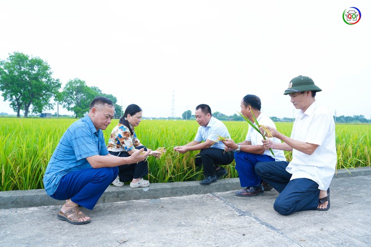 QUỐC OAI ĐÁNH GIÁ NĂNG SUẤT, SẢN LƯỢNG CÂY TRỒNG VỤ XUÂN 2026; TRIỂN KHAI NHIỆM VỤ SẢN XUẤT VỤ MÙA, VỤ ĐÔNG 2026- Ảnh 5.