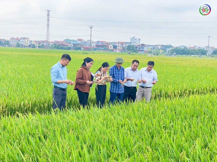 QUỐC OAI ĐÁNH GIÁ NĂNG SUẤT, SẢN LƯỢNG CÂY TRỒNG VỤ XUÂN 2026; TRIỂN KHAI NHIỆM VỤ SẢN XUẤT VỤ MÙA, VỤ ĐÔNG 2026- Ảnh 6.