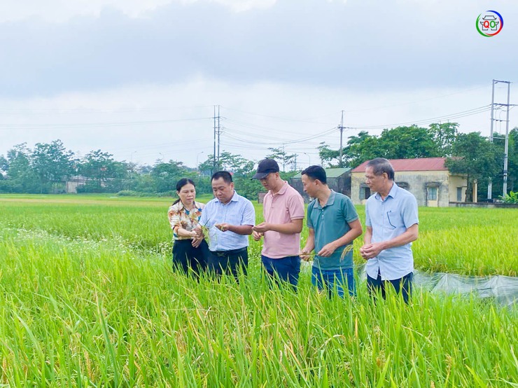 QUỐC OAI ĐÁNH GIÁ NĂNG SUẤT, SẢN LƯỢNG CÂY TRỒNG VỤ XUÂN 2026; TRIỂN KHAI NHIỆM VỤ SẢN XUẤT VỤ MÙA, VỤ ĐÔNG 2026- Ảnh 7.
