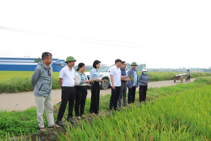 Phú Nghĩa thăm đồng đánh giá năng suất lúa vụ xuân năm 2026- Ảnh 1.