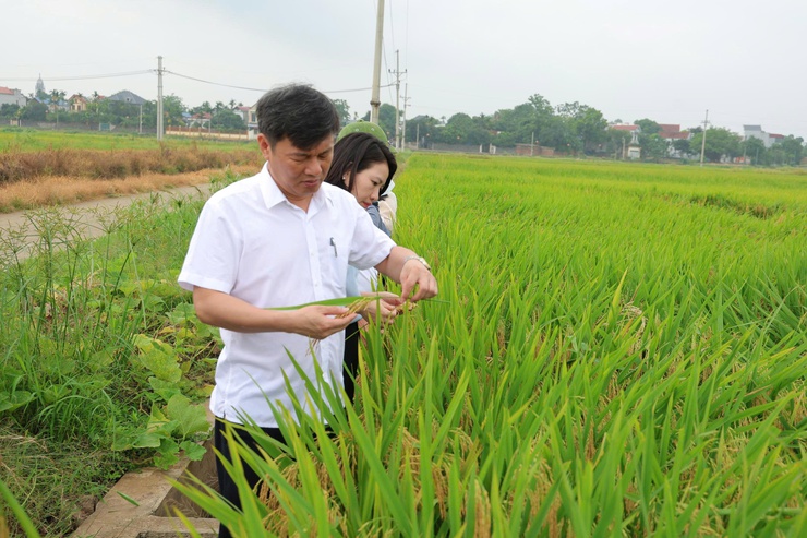 Phú Nghĩa thăm đồng đánh giá năng suất lúa vụ xuân năm 2026- Ảnh 3.