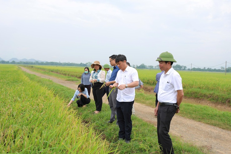 Phú Nghĩa thăm đồng đánh giá năng suất lúa vụ xuân năm 2026- Ảnh 4.
