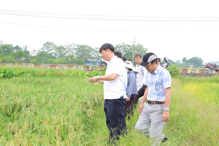 Phú Nghĩa thăm đồng đánh giá năng suất lúa vụ xuân năm 2026- Ảnh 7.