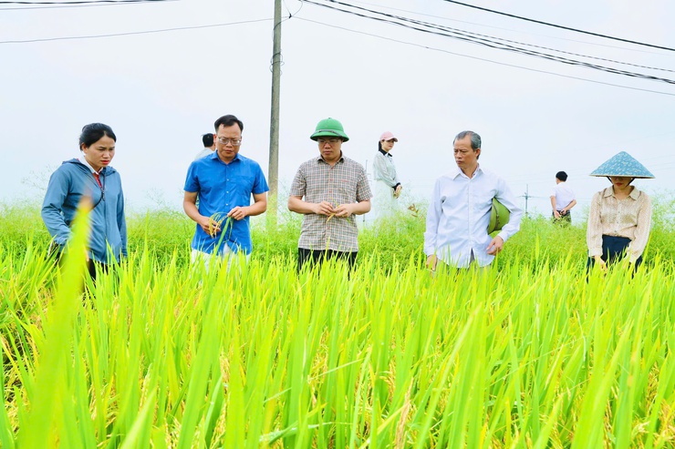Phú Nghĩa thăm đồng đánh giá năng suất lúa vụ xuân năm 2026- Ảnh 8.