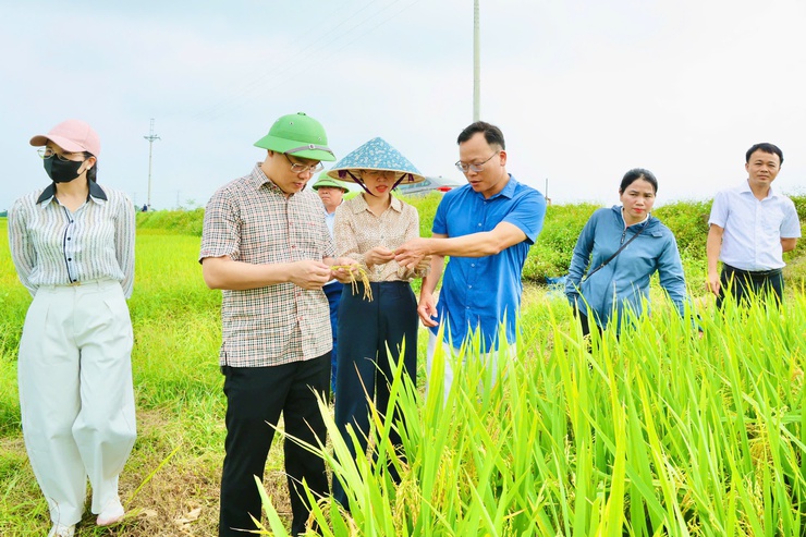 Phú Nghĩa thăm đồng đánh giá năng suất lúa vụ xuân năm 2026- Ảnh 9.