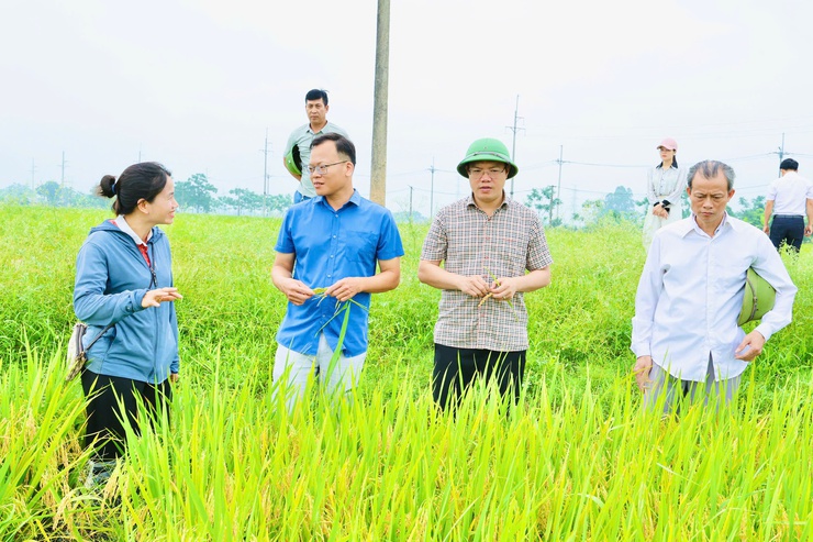 Phú Nghĩa thăm đồng đánh giá năng suất lúa vụ xuân năm 2026- Ảnh 10.