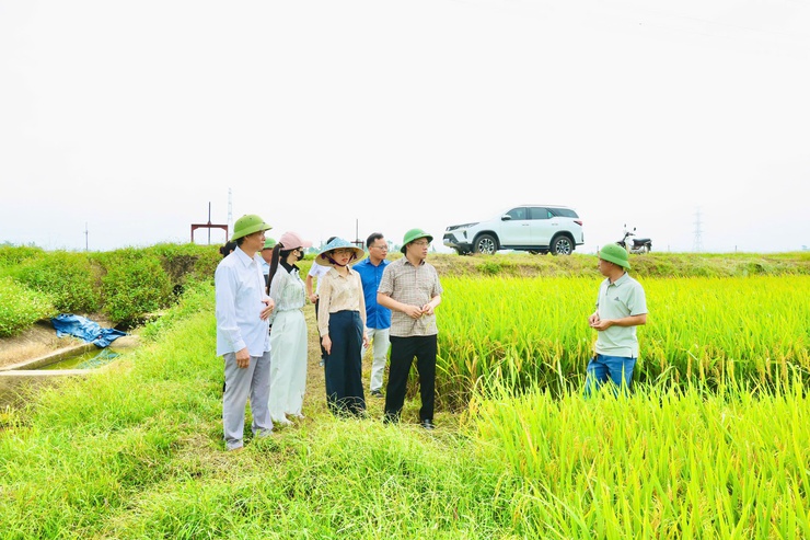 Phú Nghĩa thăm đồng đánh giá năng suất lúa vụ xuân năm 2026- Ảnh 12.