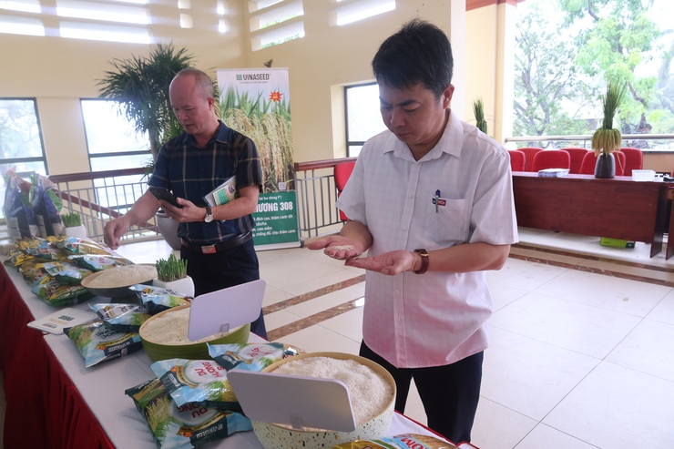 Trung tâm Khuyến nông Hà Nội tổ chức kiểm tra, đánh giá mô hình sản xuất lúa vụ xuân năm 2026- Ảnh 1.