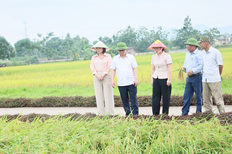 Quảng Bị thăm đồng, đánh giá năng suất vụ xuân 2026, triển khai kế hoạch sản xuất vụ mùa và vụ đông- Ảnh 1.