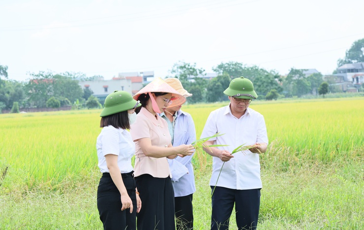 Quảng Bị thăm đồng, đánh giá năng suất vụ xuân 2026, triển khai kế hoạch sản xuất vụ mùa và vụ đông- Ảnh 4.