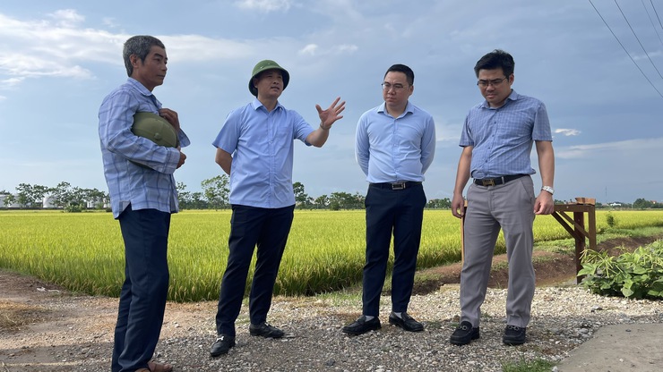 Phú Xuyên chủ động cho thu hoạch lúa Xuân, sẵn sàng cho sản xuất vụ Mùa 2026- Ảnh 1.