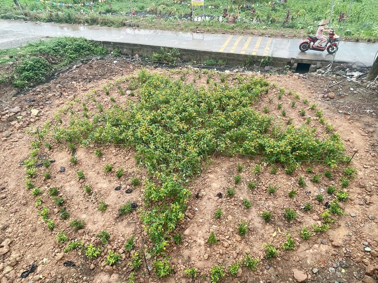 Hội Nông dân xã Quốc Oai xã hội hóa biến điểm đen rác thải thành vườn hoa- Ảnh 4.