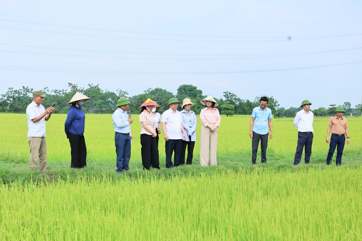 Quảng Bị thăm đồng, đánh giá năng suất vụ xuân 2026, triển khai kế hoạch sản xuất vụ mùa và vụ đông- Ảnh 3.